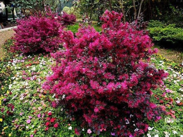 红花檵木的历史故事,白花檵木