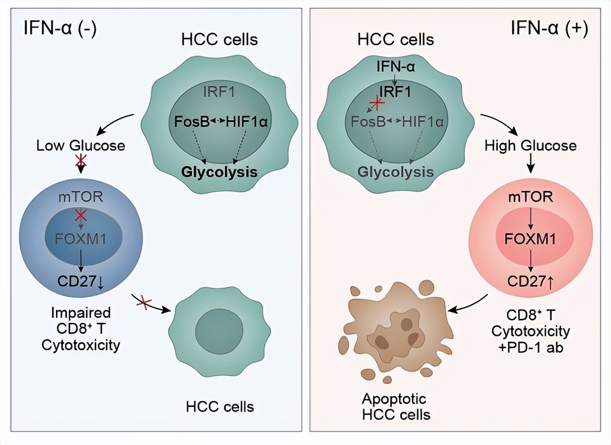 复旦团队发表研究成果,复旦大学最新科研消息