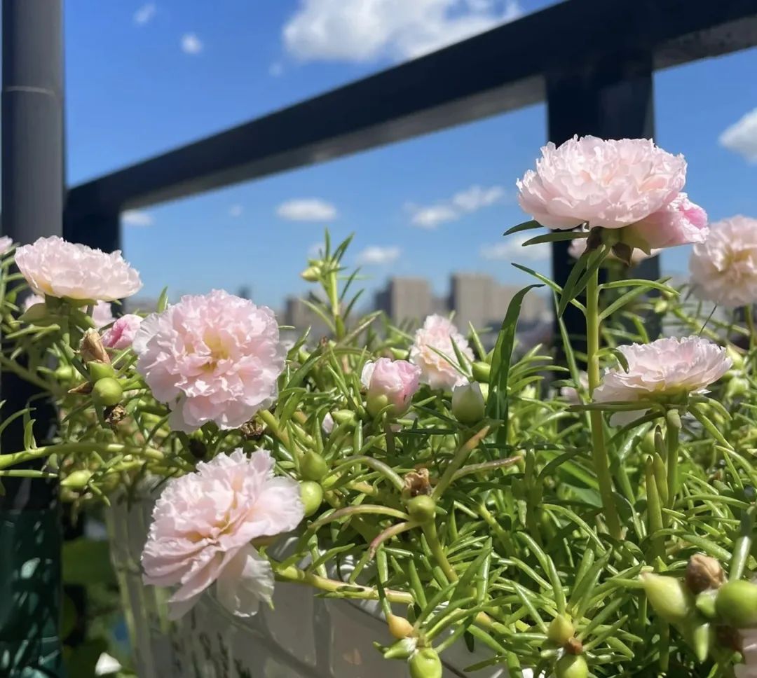 3种开花机器,四季开花机器哪种最好养