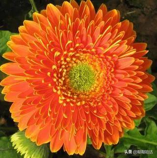 赏心悦目的花朵，风采万千，千姿百态，魅力无限，太美了