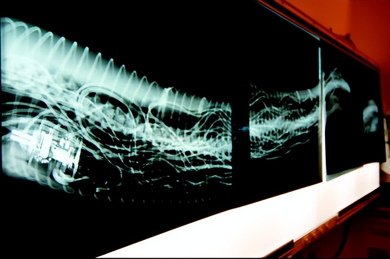 文胸、高尔夫、炮弹、珍珠、*物文**，盘点这些从动物肚里发现的东西