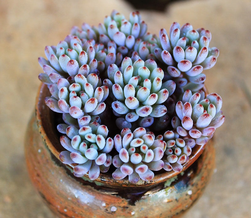 十二卷多肉的品种图鉴,100种多肉植物图片大全