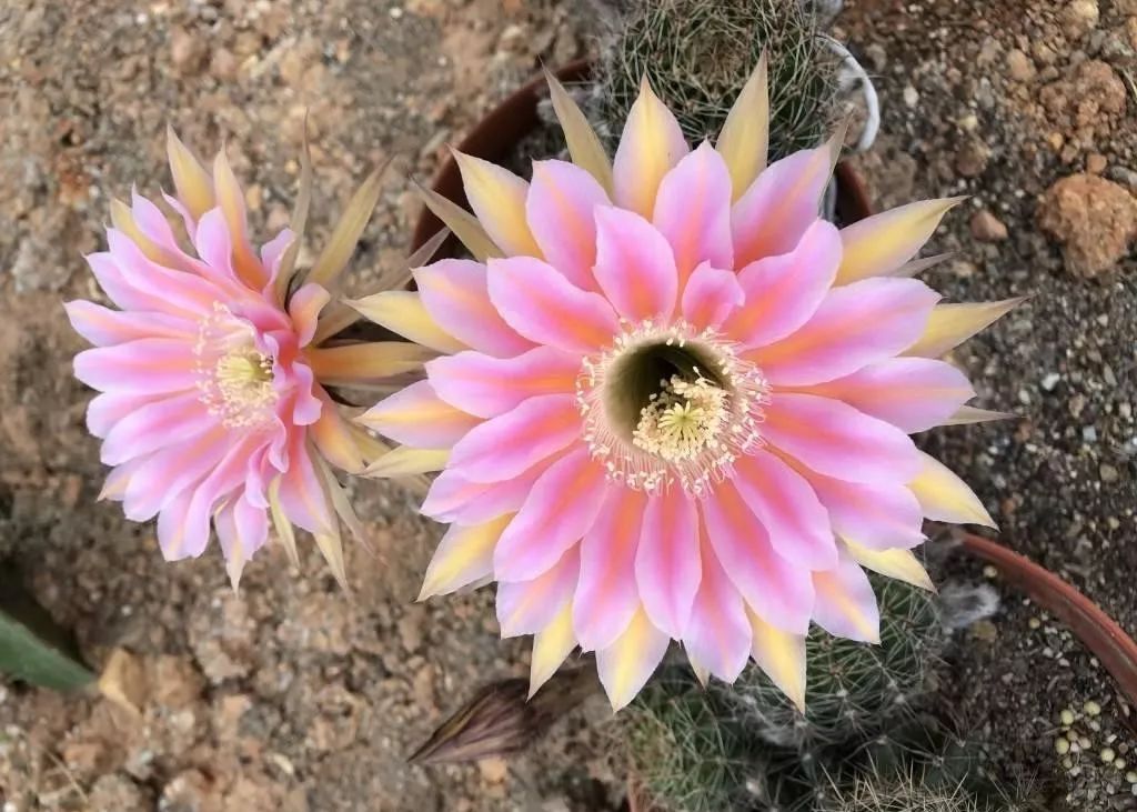 200种·仙人球开花图鉴，大开眼界，美到爆