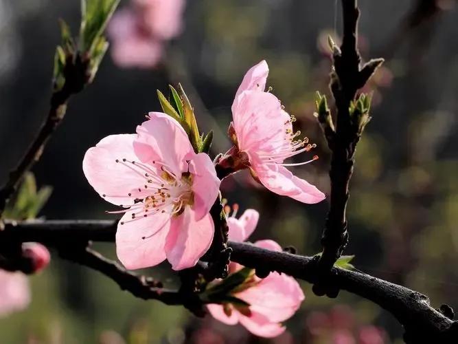 喜鹊桃花的诗词,美人似桃花诗词