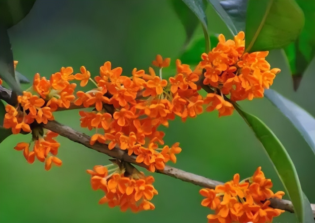 中国十大名花排行榜及图片,中国十大名花明细