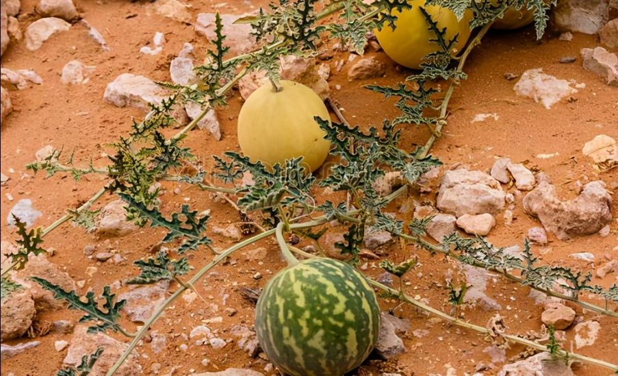 沙漠有西瓜为什么无人敢吃,沙漠里有西瓜为何没有人去吃
