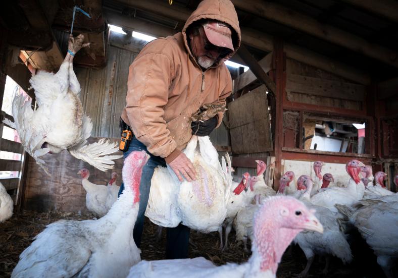 蛋价飞涨下，美国人各出奇招：有人*私走**鸡蛋，有人自己养鸡
