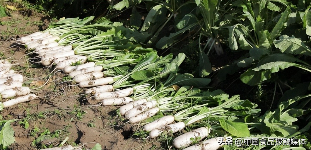 同频共振促发展勠力同心齐奋进萧山萝卜干的“精神共富”之路