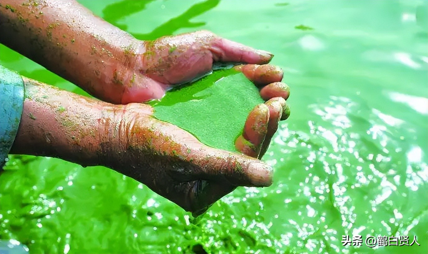 蓝藻的前世今生,蓝藻前世今生