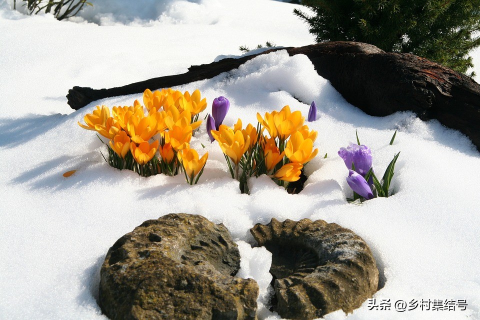 北海道上野农场,日本北海道上野农场