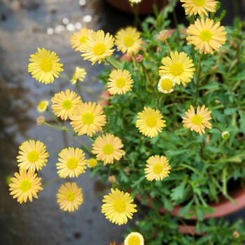 立夏已过进夏季,立夏已至百花齐放