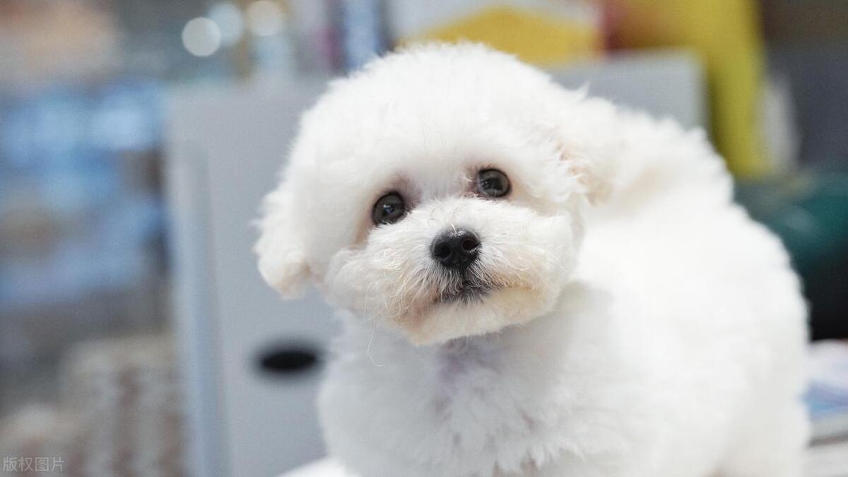 什么狗最好养又听话小型犬粘人,什么狗最好养不易生病小型犬呢