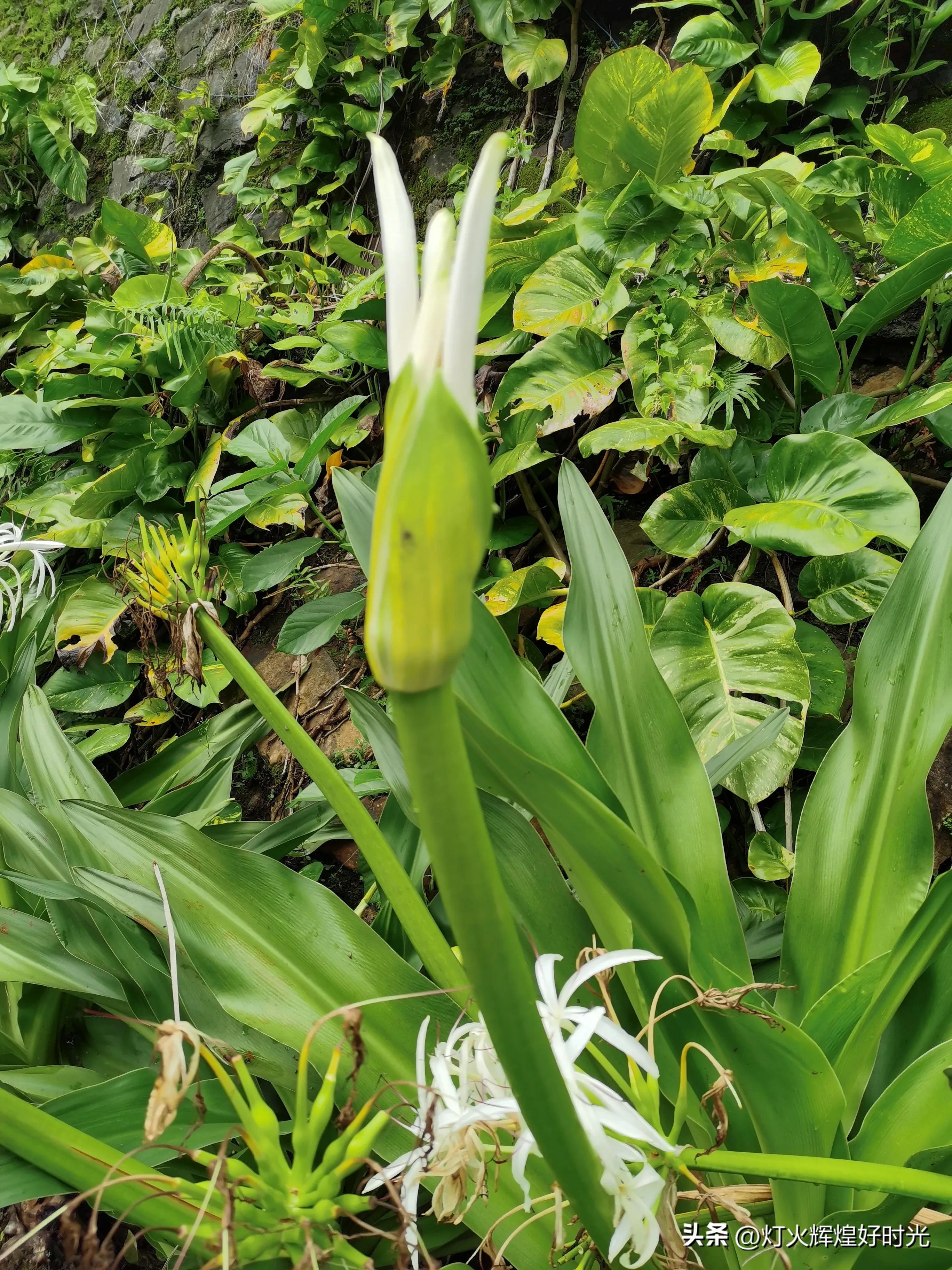 夏日掠影,雨天花开,人见人爱