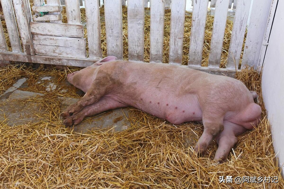 非洲猪瘟是什么？它能杀死所有的猪吗？快来看看