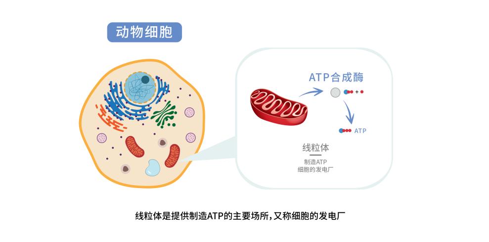 红光治近视最新消息,红光治疗眼睛视力是真的吗