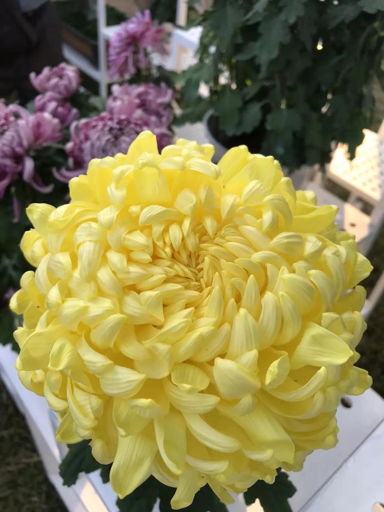 深圳东湖公园赏菊门票,观赏菊花深圳东湖公园