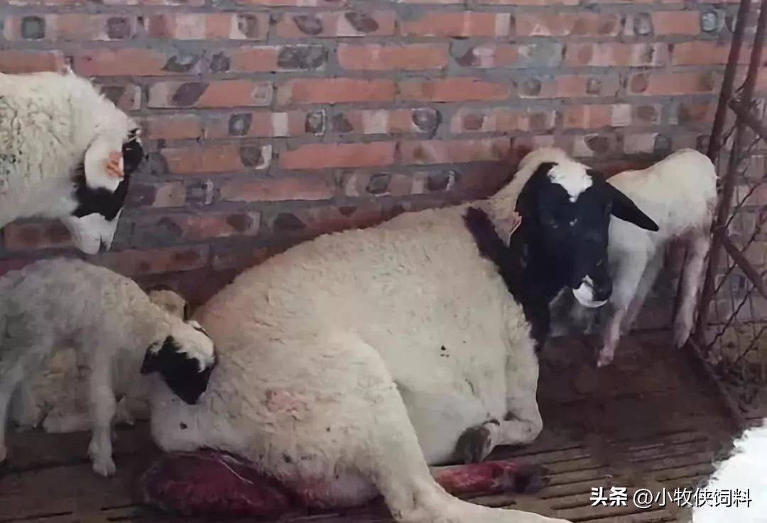 母羊子宫脱出难产怎么治,母羊子宫脱出