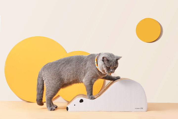 养猫指南入门,猫怎么养最全的新手养猫攻略