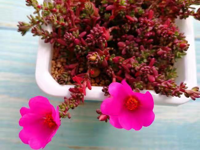 100种好看的多肉植物,50多种多肉品种大全