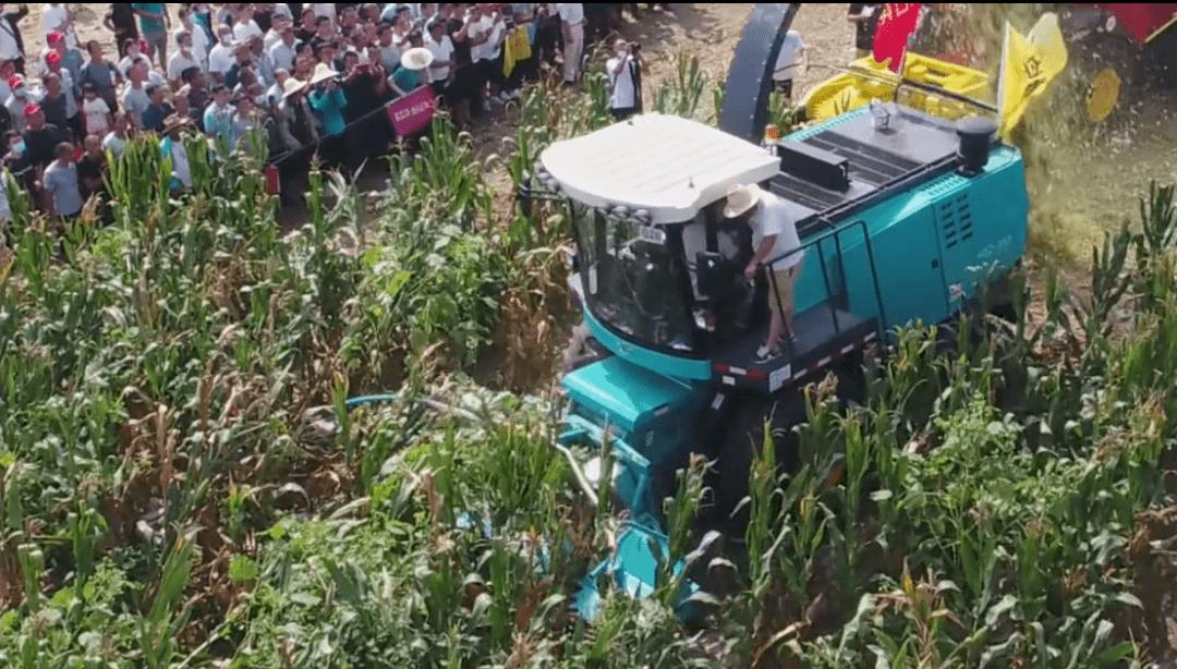 全株青贮和青贮哪个更划算,全株青贮行距