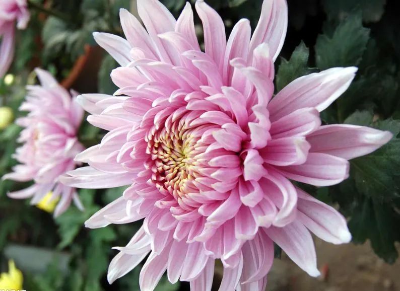 痔疮保守治疗是怎么治,痔疮三期用什么药有效