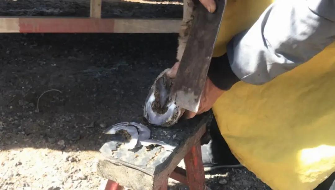 解压赶海撬鲍鱼,解压视频赶海挖东西