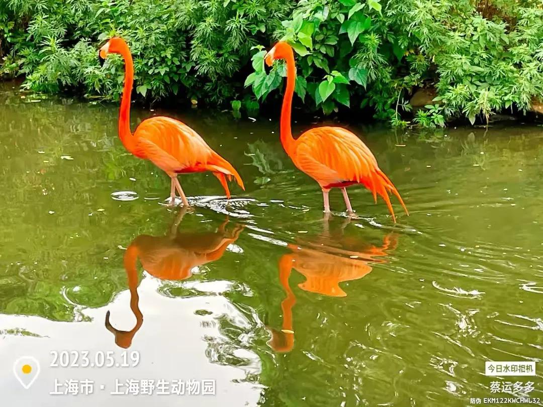 上海野生动物园和上海动物园,上海野生动物园过年营业时间