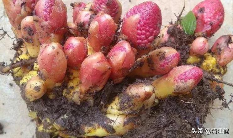 中草药回春草的价格,中草药回春草图片功效和别名