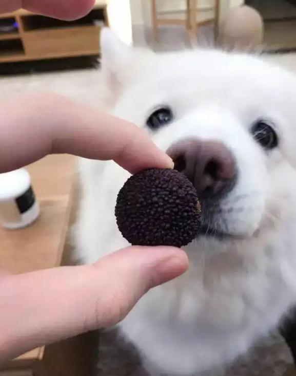 狗狗吃水果注意什么,夏天给狗狗吃冰块好吗