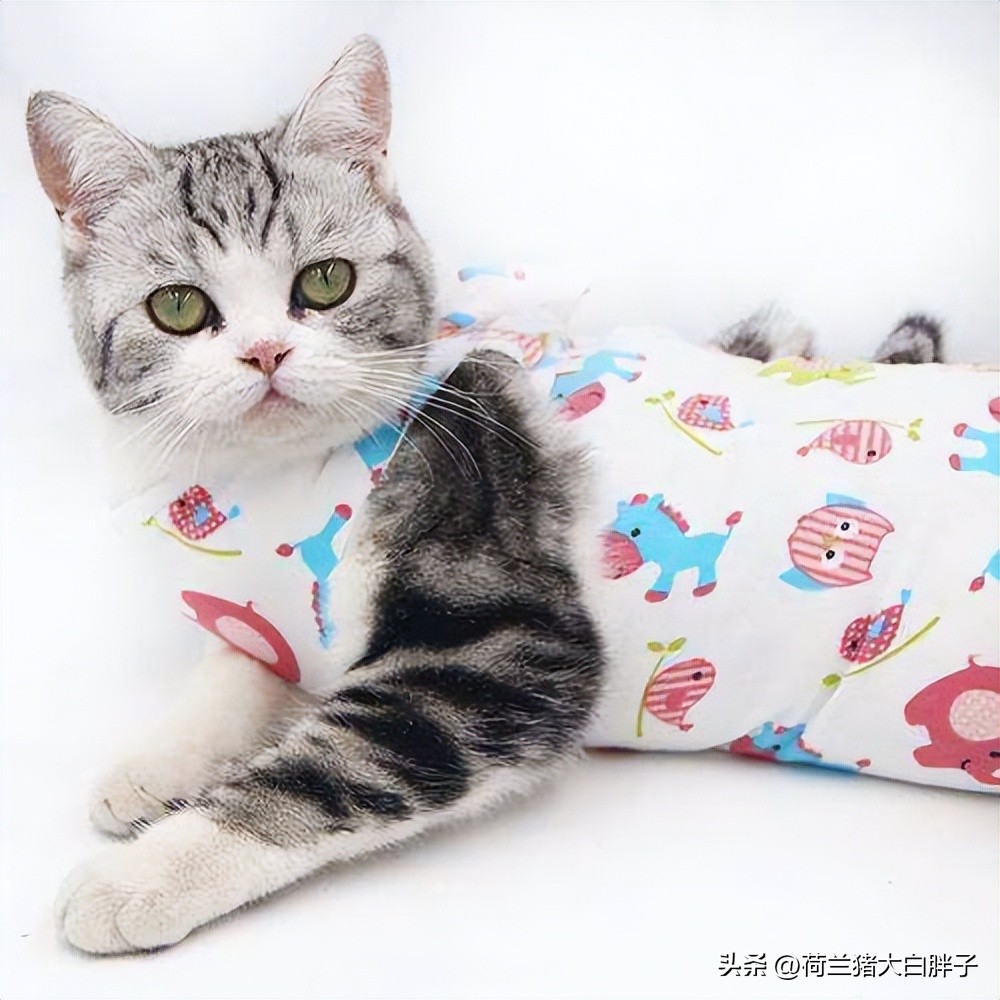 猫咪来月经冷知识,关于猫咪的36个冷知识