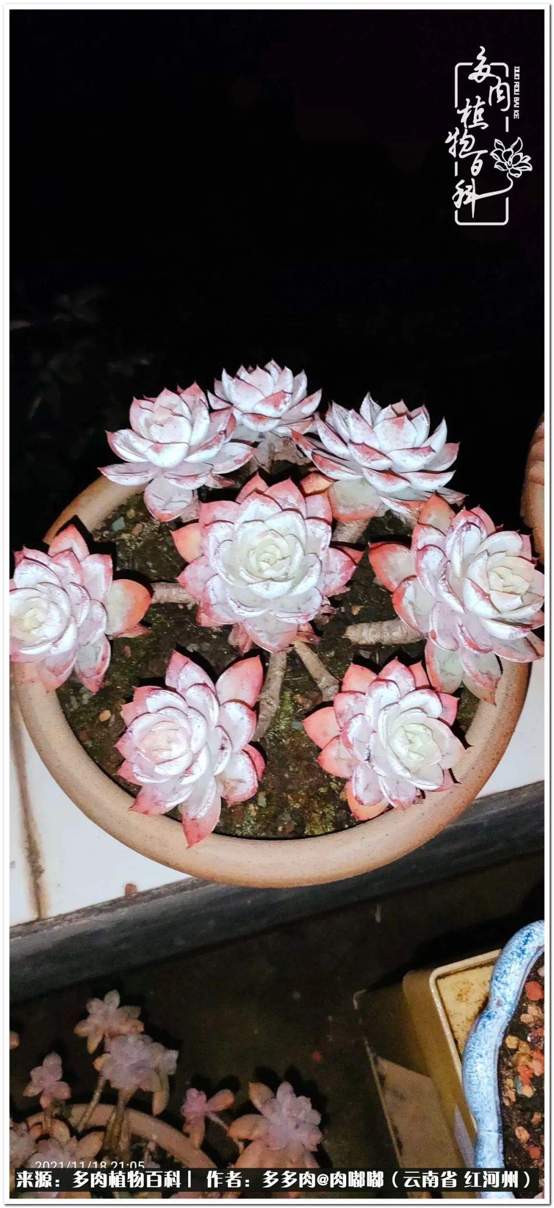 多肉组合美图大全,多肉对比图照片制作模板