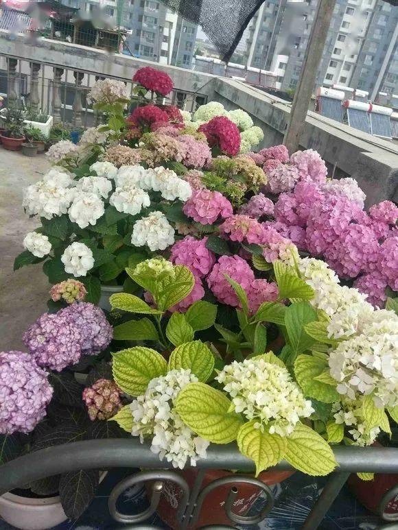 6月绣球小苗怎么养,6月养兰技巧