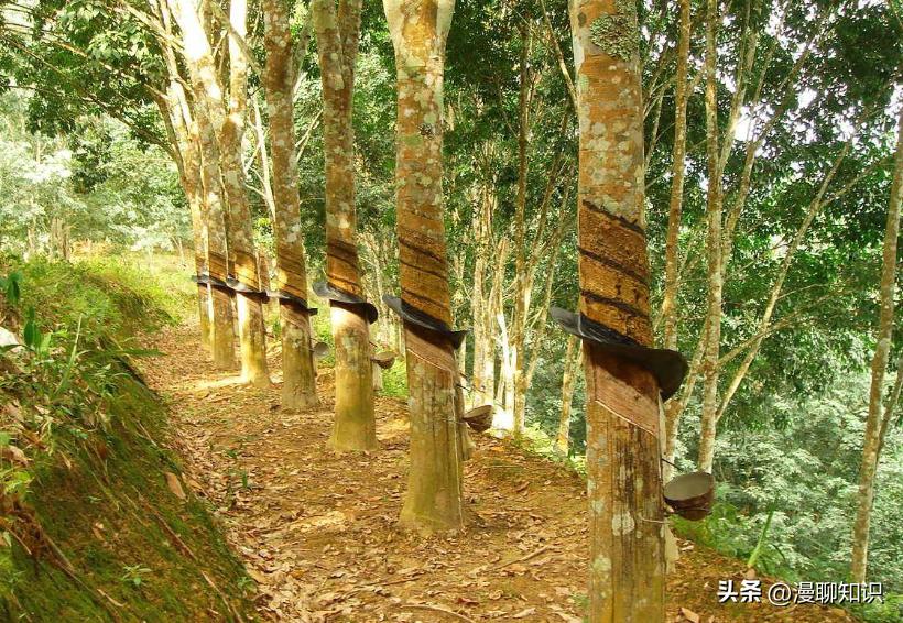 全球国产轮胎十大排名,中国轮胎品牌海外市场份额大增