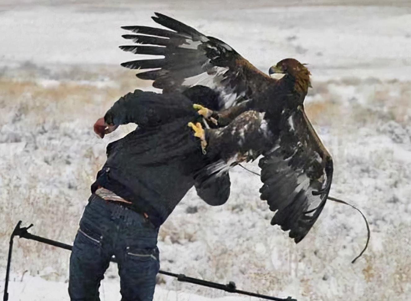 利爪的握力达750磅，110公斤的牛都被杀死，被金雕复仇有多可怕？