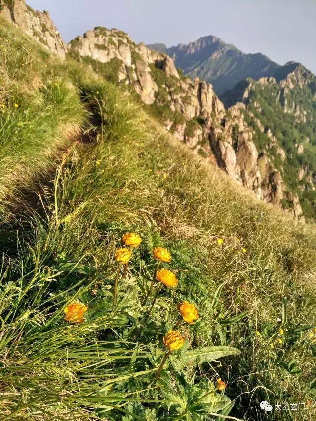 小五台山金莲花坡,小五台金莲花