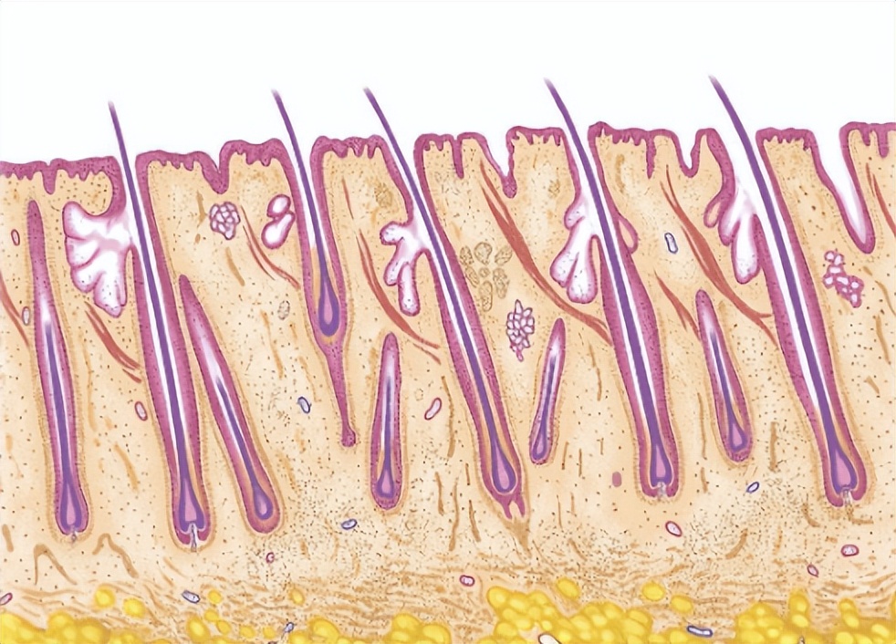 有些女性下身无毛是怎么回事?这4个原因,为了健康,最好了解