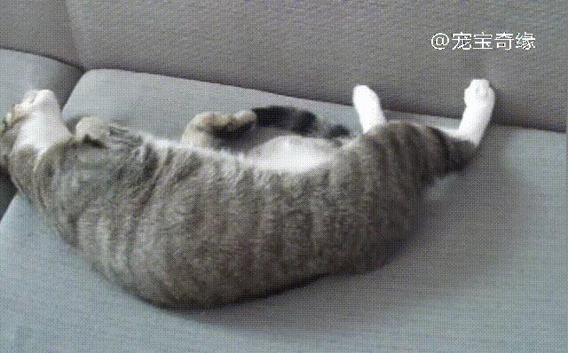 猫为什么会臭到震惊,猫怎么越养越臭