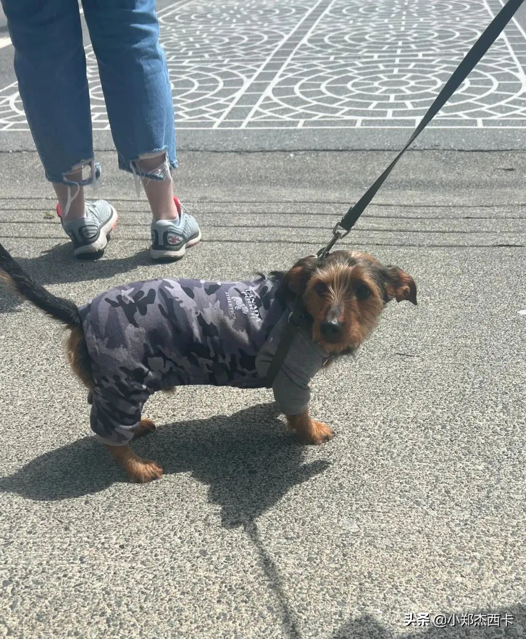 加拿大vs美国队,加拿大vs美国篮球