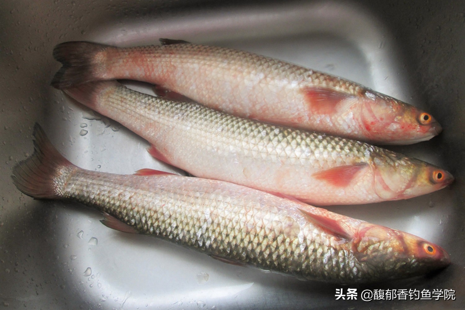 梭鱼该用什么饵钓,钓梭鱼用什么饵最好呢视频