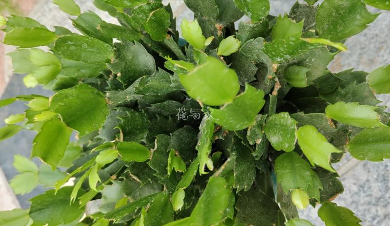 高温天气种植物会死吗,为什么天气热种花不能活