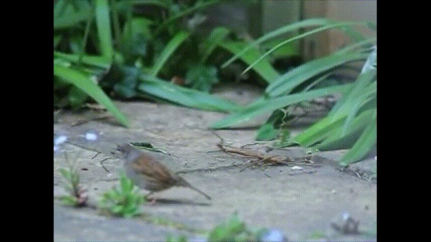 鸭：一鸭战四虎？弹射胜航母？鸭子的真相，也许超乎你的想象