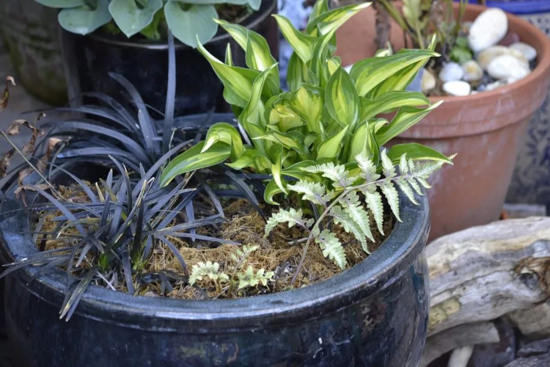 鏃ユ湰鐢昏暔鍏绘姢,绱壊鐢昏暔鑰愬瘨