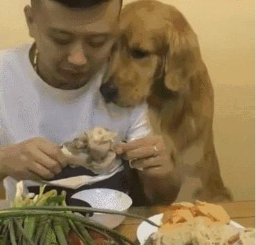 金毛犬为什么爱舔自己的毛,金毛幼犬为什么一直舔主人