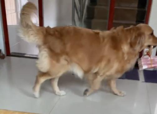 网红金毛coco到底是得了什么病,金毛coco离世原视频