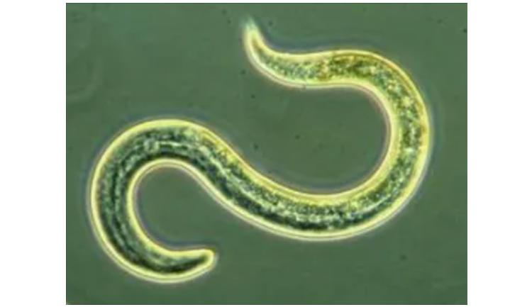 福寿螺和田螺的测试,如何区分福寿螺和田螺的区别