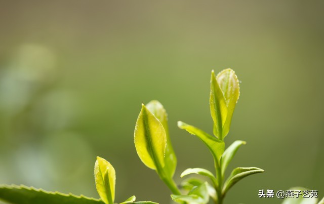 春深谷雨的七绝诗,七绝江南四月倒春寒