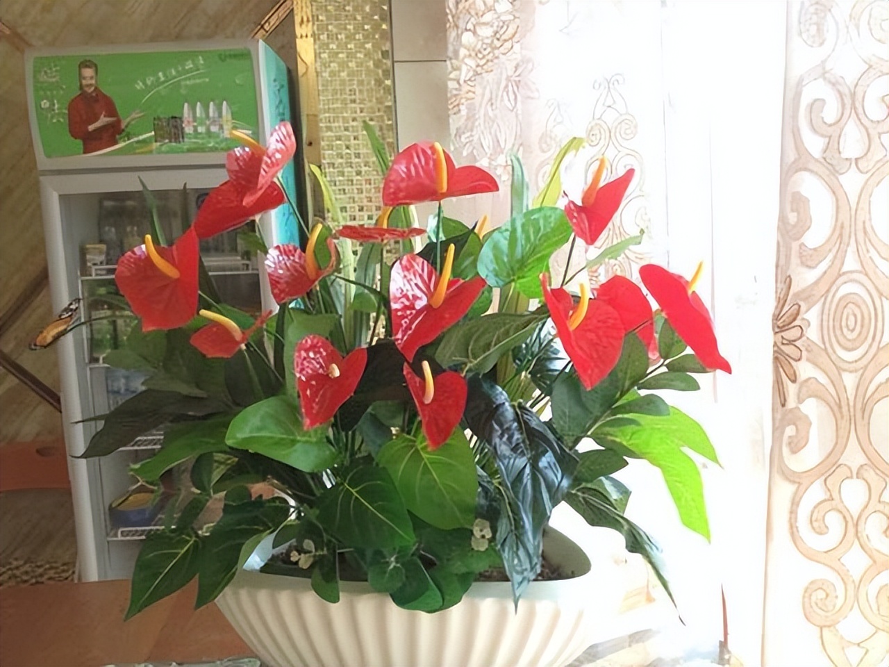 适合室内养的耐阴花和植物,就养这10种耐阴花比绿萝都好养