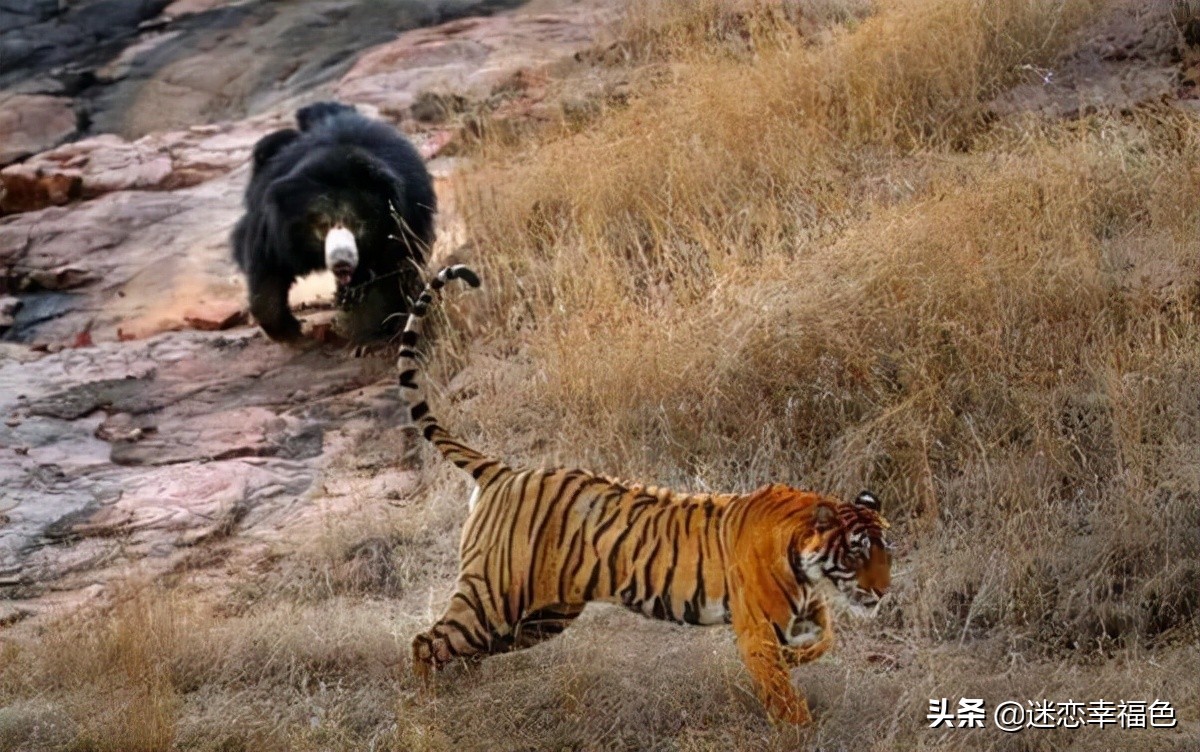 大黑熊伤人,黑熊是怎么伤人的