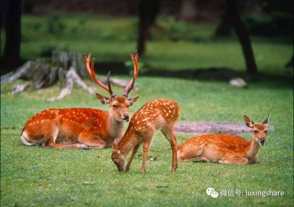 日本旅游攻略自由行签证怎么办理,日本经营管理签证攻略