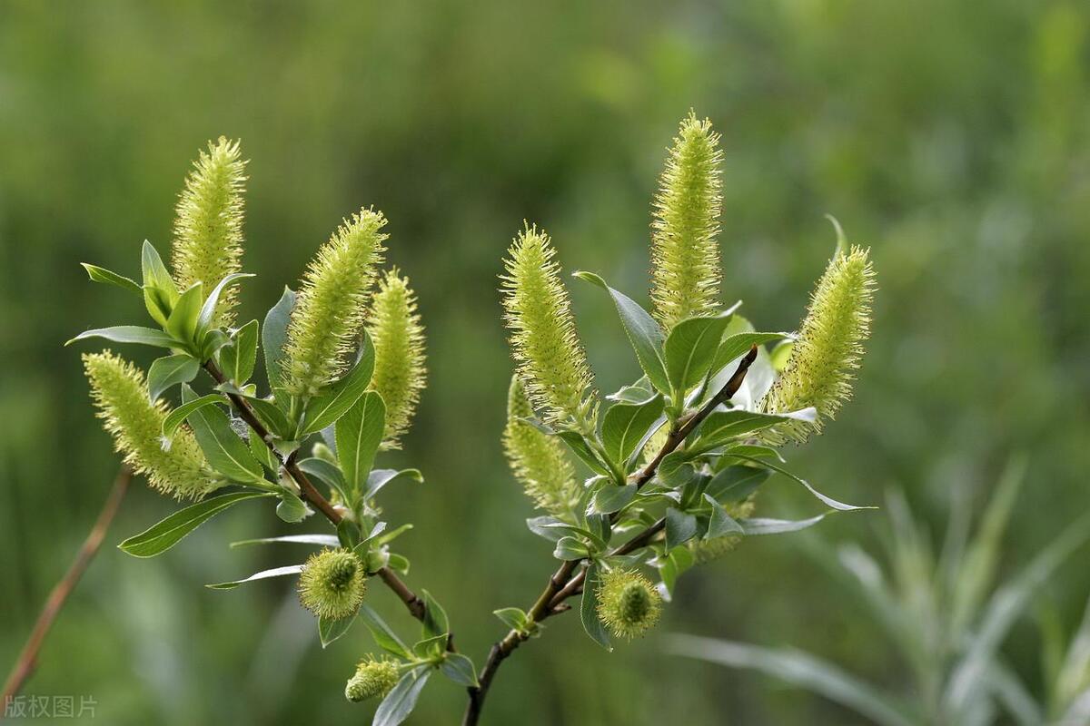 柳树枝的诗词,写柳树最经典的古诗词